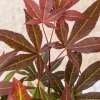 Acer Atropurpureum - Japanse esdoorn
