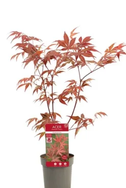 Acer Atropurpureum - Japanse esdoorn