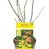 Acer Orange Dream - Japanse esdoorn