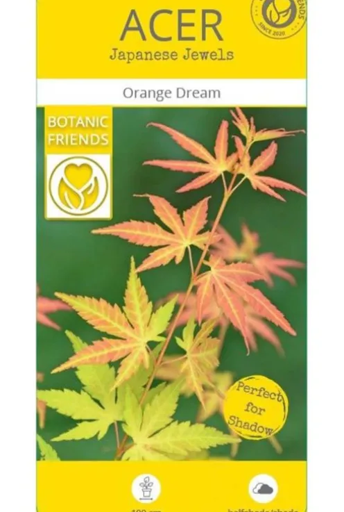 Acer Orange Dream - Japanse esdoorn