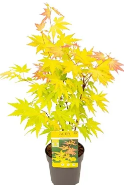 Acer Orange Dream - Japanse esdoorn