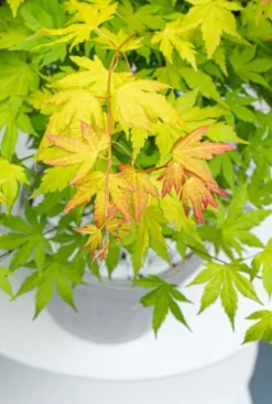 Acer Orange Dream - Japanse esdoorn