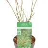 Acer palmatum Butterfly - Japanse esdoorn