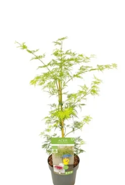 Acer palmatum Emerald Lace - Japanse esdoorn