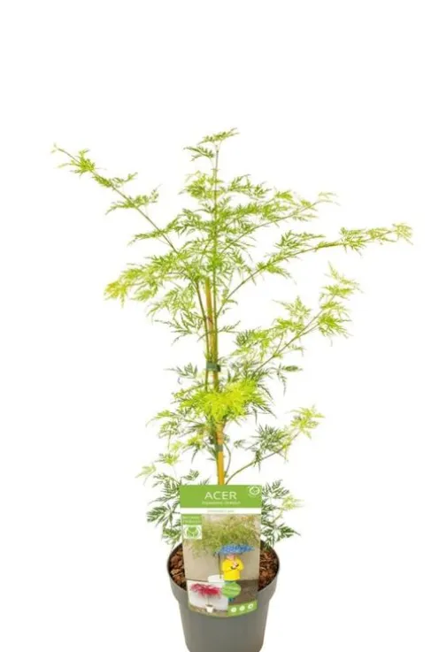 Acer palmatum Emerald Lace - Japanse esdoorn