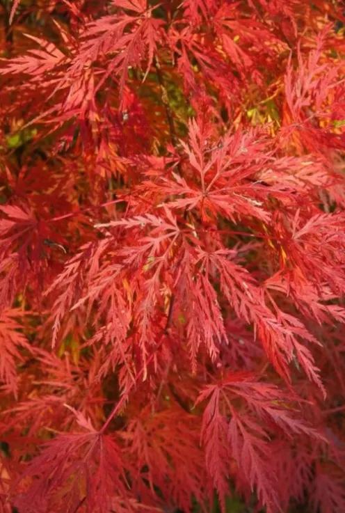 Acer palmatum Emerald Lace - Japanse esdoorn