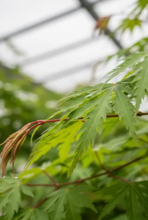 Acer palmatum Emerald Lace - Japanse esdoorn