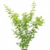 Acer Palmatum Going Green - Japanse esdoorn