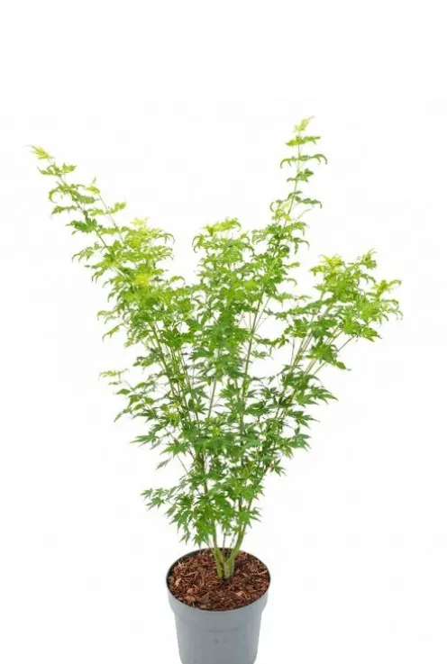 Acer Palmatum Going Green - Japanse esdoorn