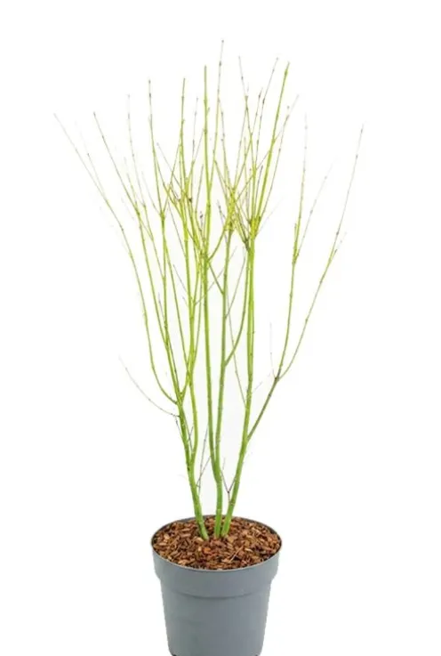 Acer Palmatum Going Green - Japanse esdoorn