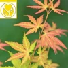 Acer Palmatum 'Orange Dream' - Japanse esdoorn