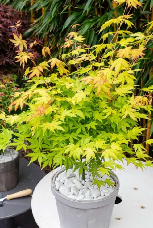 Acer Palmatum 'Orange Dream' - Japanse esdoorn