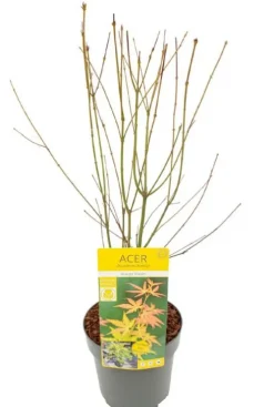 Acer Palmatum 'Orange Dream' - Japanse esdoorn