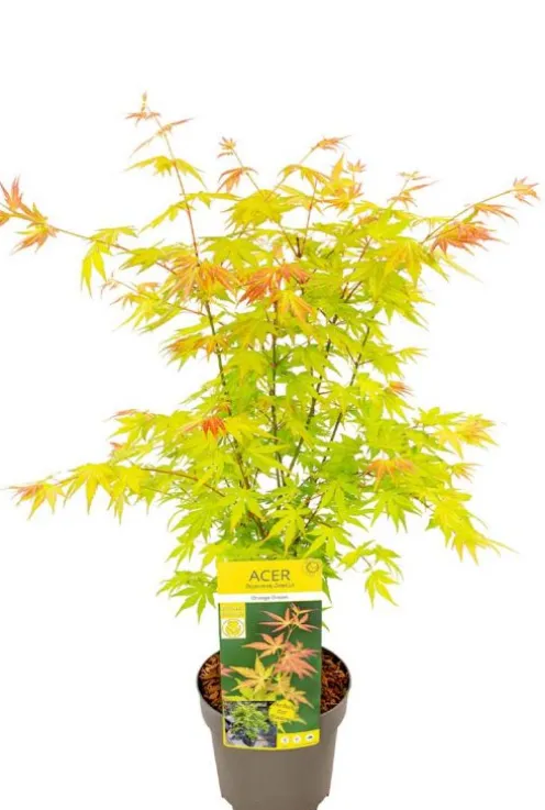 Acer Palmatum 'Orange Dream' - Japanse esdoorn