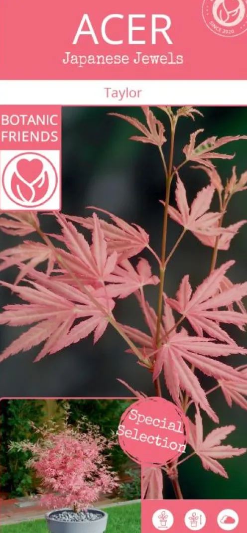 Acer Palmatum 'Taylor' ® - Japanse esdoorn