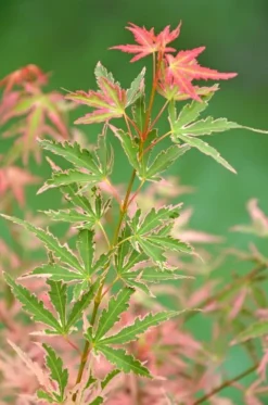 Acer Palmatum 'Taylor' ® - Japanse esdoorn