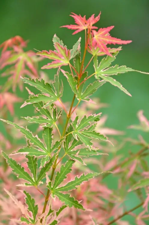 Acer Palmatum 'Taylor' ® - Japanse esdoorn