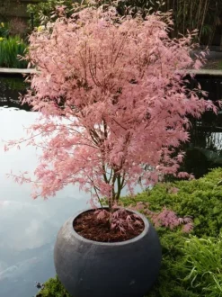 Acer Palmatum 'Taylor' ® - Japanse esdoorn