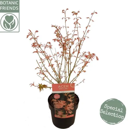 Acer Palmatum 'Taylor' ® - Japanse esdoorn