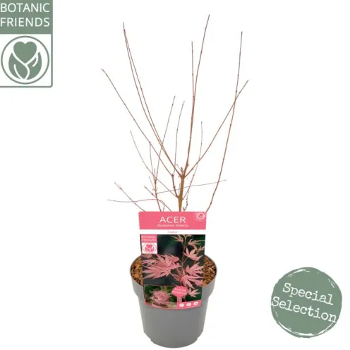 Acer Palmatum 'Taylor' ® - Japanse esdoorn