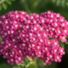 Achillea Millefolium Cerise Queen - Duizendblad