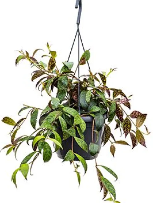 Aeschynanthus marmoratus - Lipstickplant