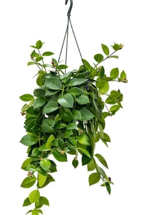 Aeschynanthus Mona Lisa - Lipstickplant