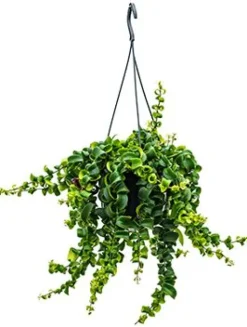 Aeschynanthus rasta - Lipstickplant