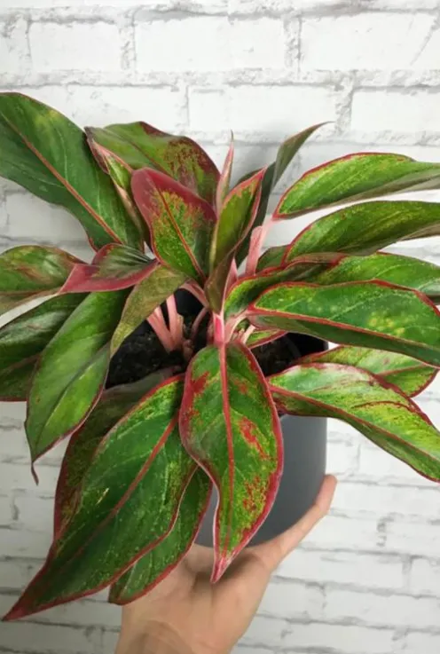 Aglaonema crete - Chinese Evergreen