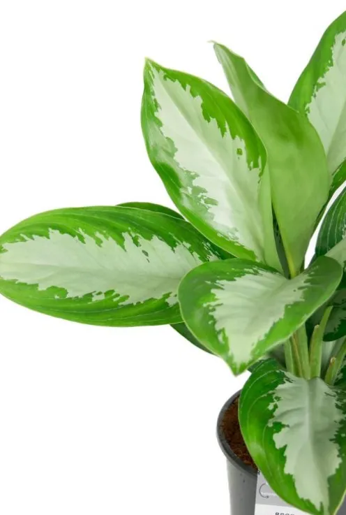 Aglaonema diamond bay - Chinese Evergreen