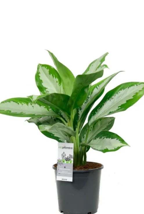 Aglaonema diamond bay - Chinese Evergreen