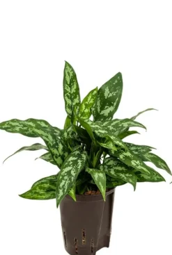 Aglaonema maria - Chinese Evergreen