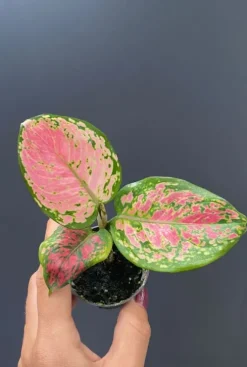 Aglaonema Red Valentine - Stekje