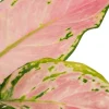 Aglaonema Red Zircon - Stekje