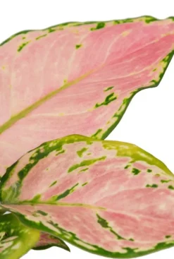 Aglaonema Red Zircon - Stekje