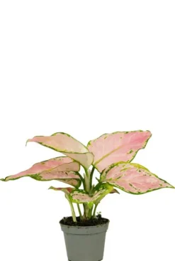 Aglaonema Red Zircon - Stekje