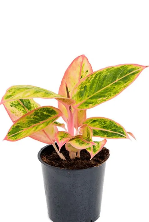Aglaonema 'Salmon Fantasy' - Chinese Evergreen