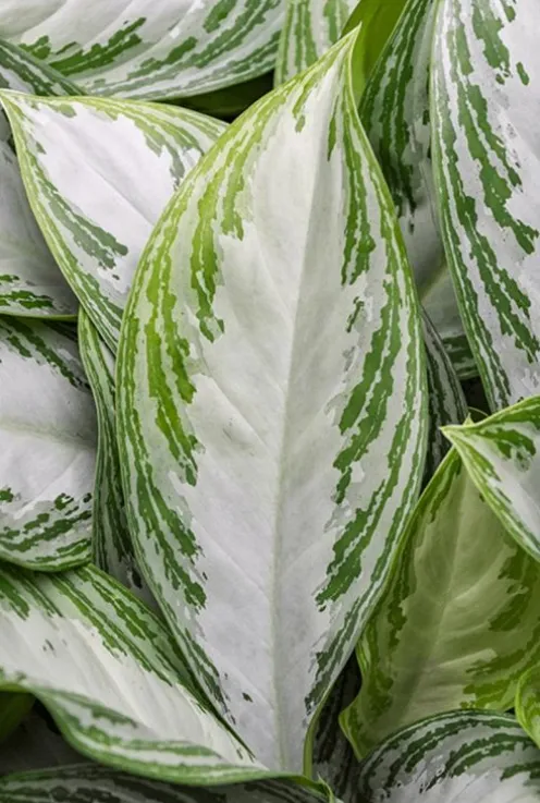 Aglaonema silver bay - Chinese Evergreen