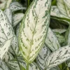Aglaonema silver king - Chinese Evergreen