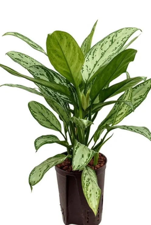 Aglaonema silver king - Chinese Evergreen