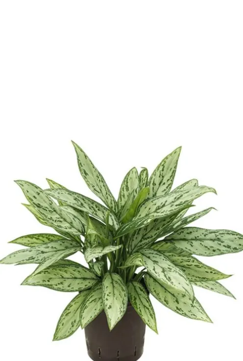 Aglaonema silver queen - Chinese Evergreen