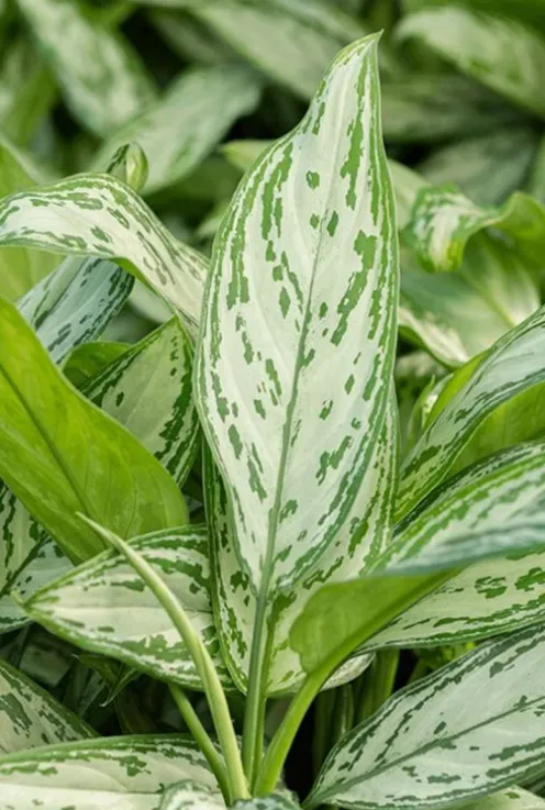 Aglaonema silver queen - Chinese Evergreen