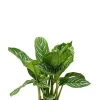 Aglaonema stripes - Chinese Evergreen