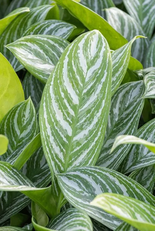 Aglaonema stripes - Chinese Evergreen