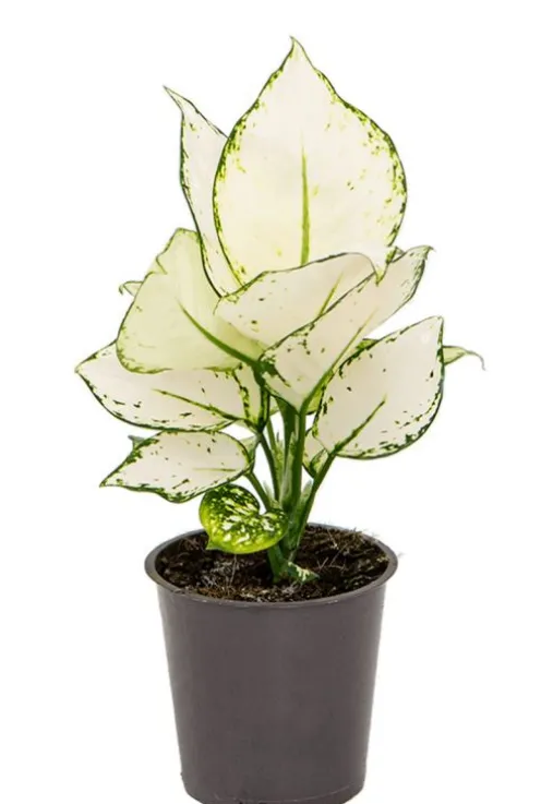 Aglaonema White Joy - Chinese Evergreen