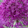 Allium Purple Sensation mix - 15 bollen