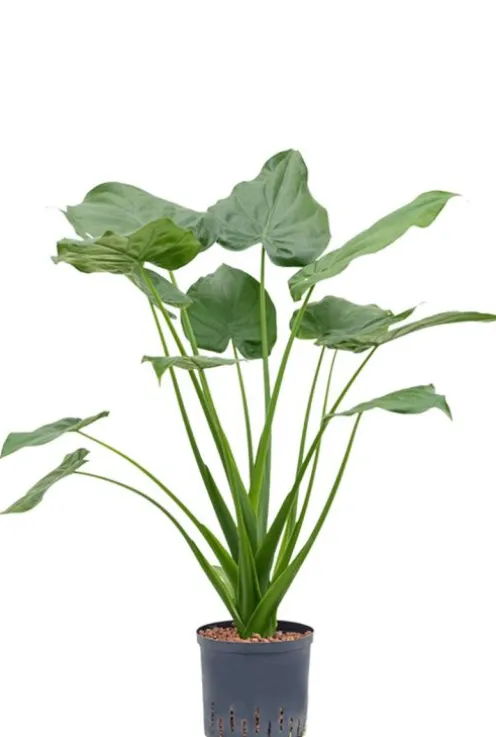 Alocasia cucullata - Olifantsoor