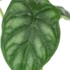 Alocasia Dragon Scale - Stekje