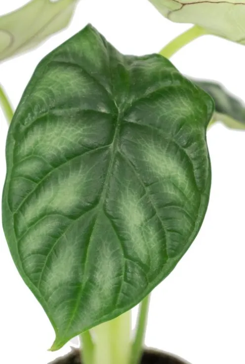 Alocasia Dragon Scale - Stekje