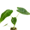 Alocasia Frydek - Stekje